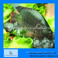 Neue gefangene gefrorene Tilapia ganze Tilapia